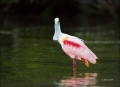 Roseate-Spoonbill;Spoonbill;Breeding-Plumage;one-animal;close-up;color-image;pho